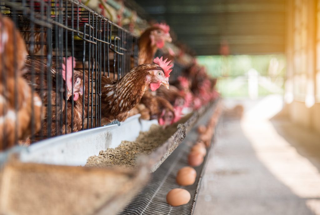 Egg,Chicken,Farming,Background.,Eggs,In,Try,And,Chicken,Eating